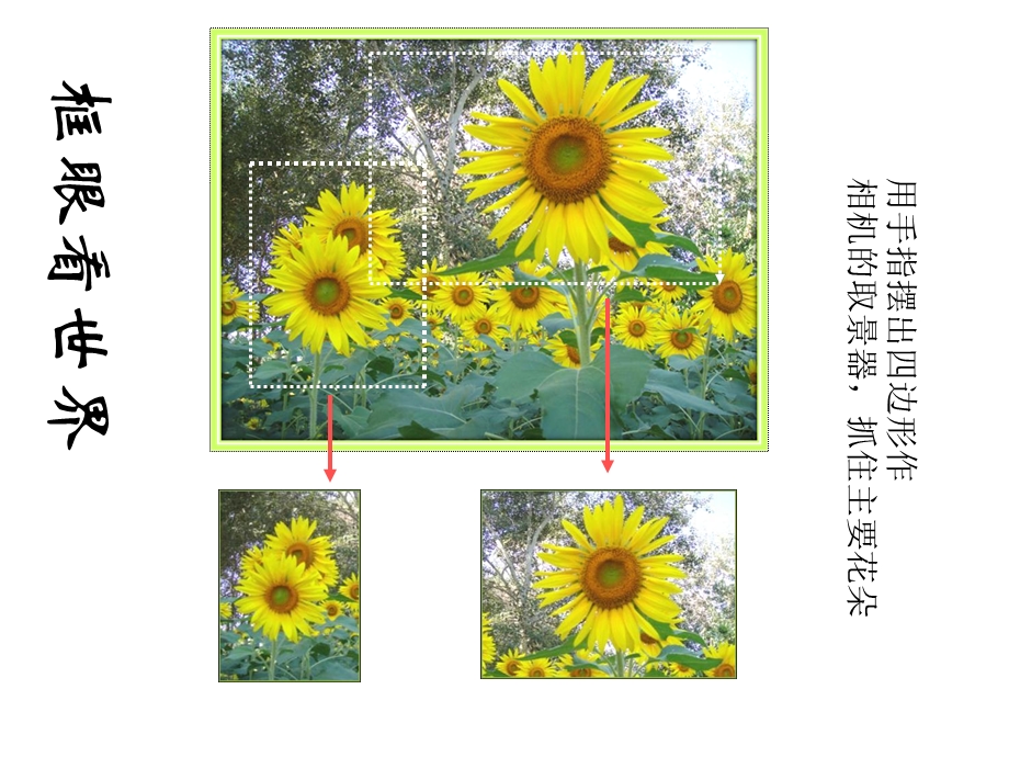 六年级上册美术《镜头里的花》课件.ppt_第3页