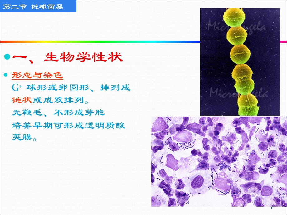 化脓性细菌链球菌属课件.ppt_第2页