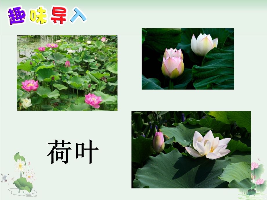 《荷花》PPT课件完美版.pptx_第2页