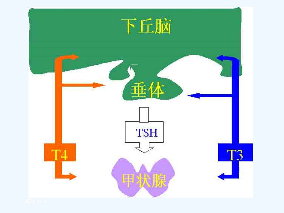 内分泌系统疾病甲状腺疾病课件.ppt_第3页