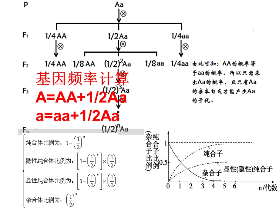 一轮复习——自交与自由交配专题ppt课件.ppt_第3页