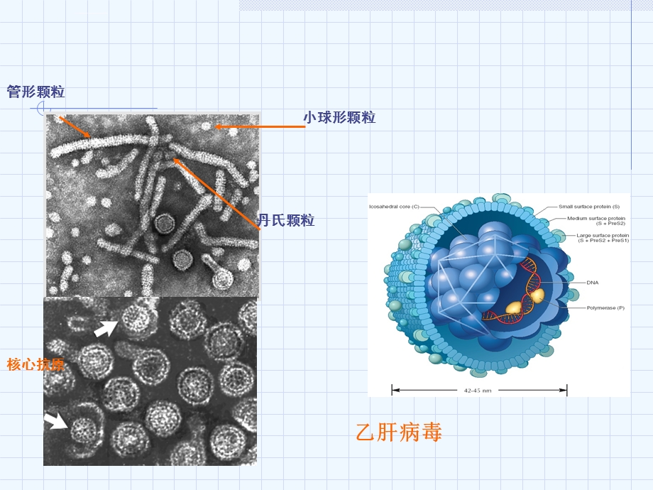 乙肝诊断标准ppt课件.ppt_第3页