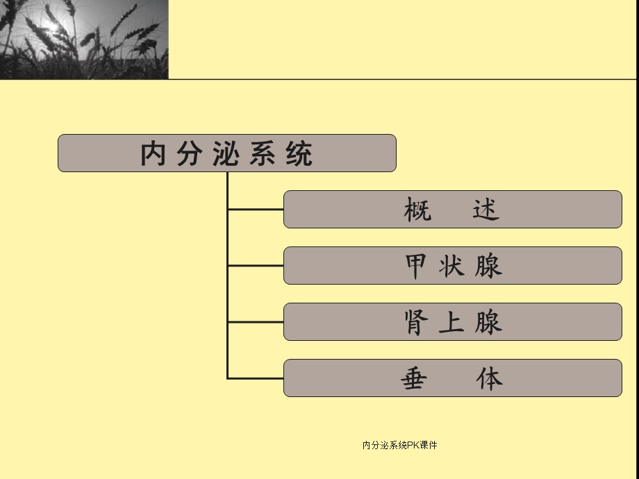 内分泌系统PK课件.ppt_第2页