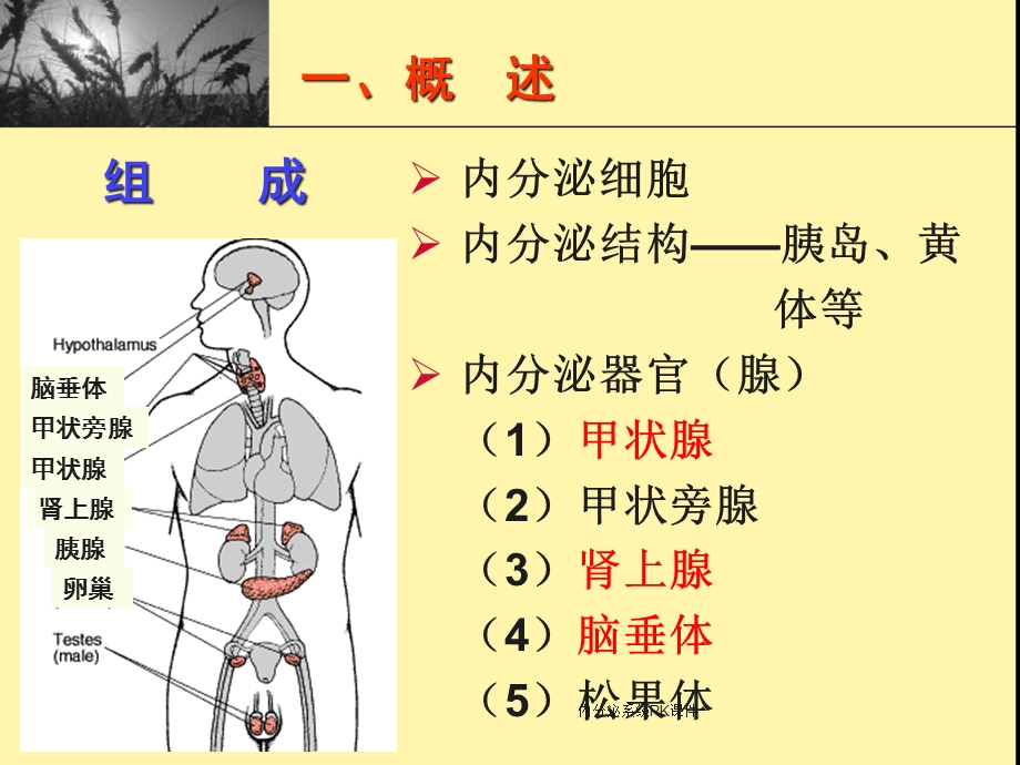 内分泌系统PK课件.ppt_第3页