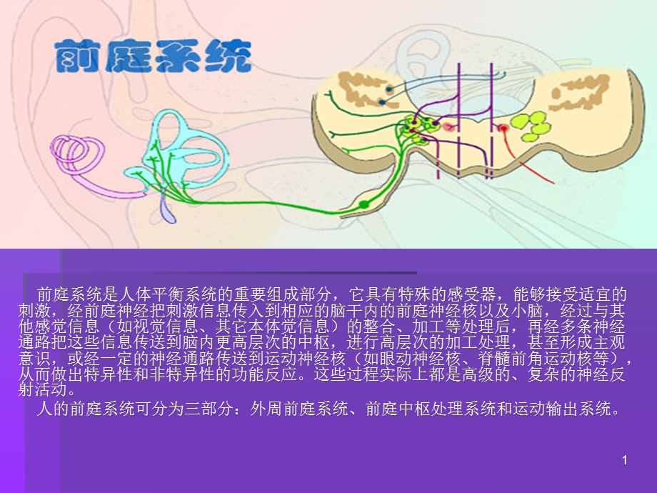 前庭系统医学课件.ppt_第1页