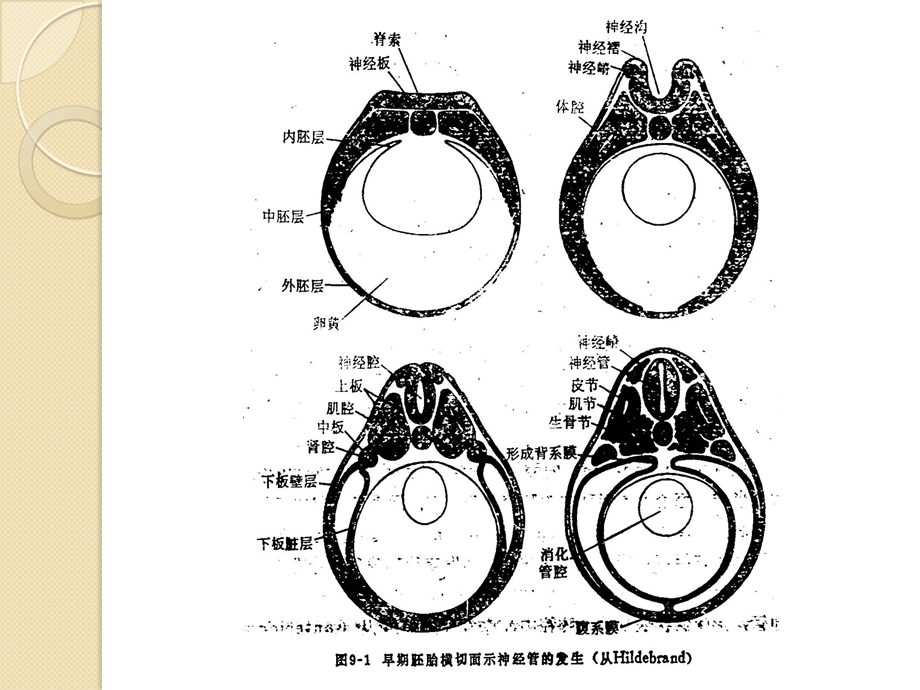 动物生理学课件Chapt10神经系统.ppt_第3页