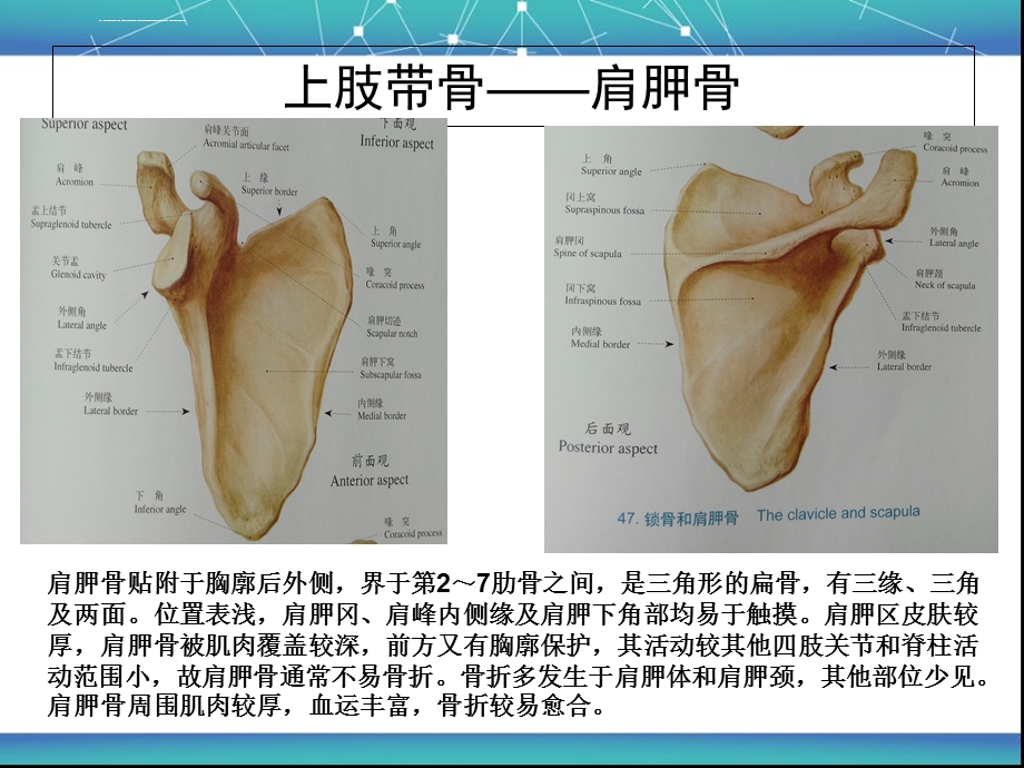 上肢骨折的术后护理ppt课件.ppt_第3页