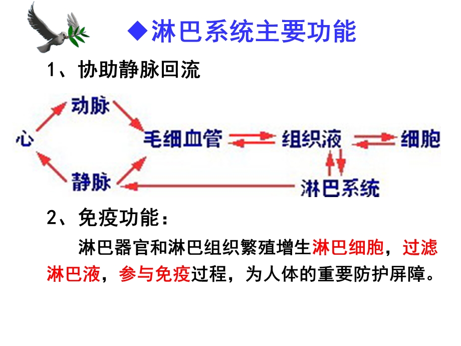 人体解剖学之淋巴内分泌系统ppt课件.ppt_第2页