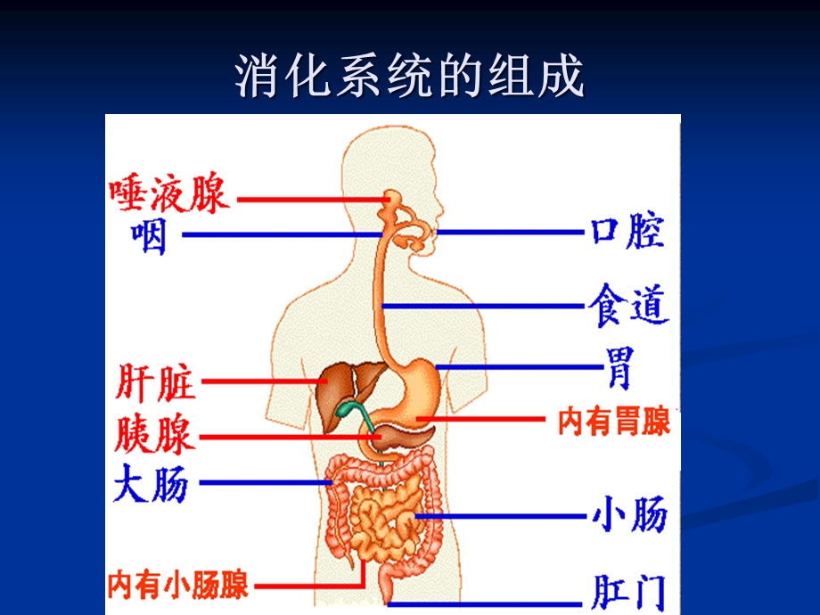 动物生理学第五章消化和吸收课件.ppt_第3页