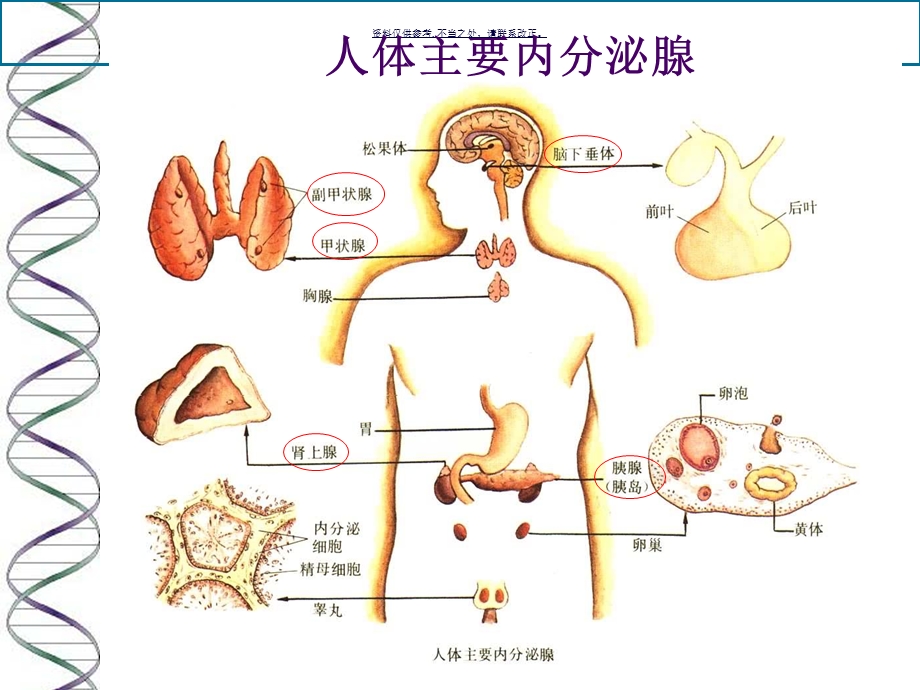 内分泌及代谢疾病的分子基础课件.ppt_第3页