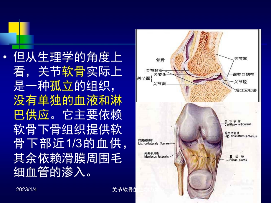 关节软骨的生物力学课件.ppt_第3页