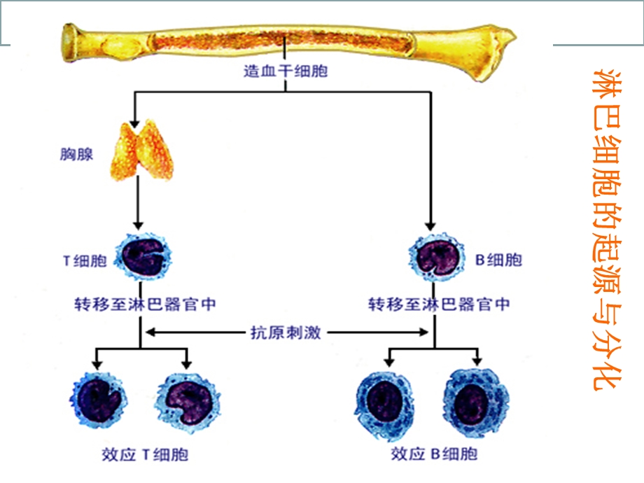 免疫对人体稳态的维持课件.ppt_第3页