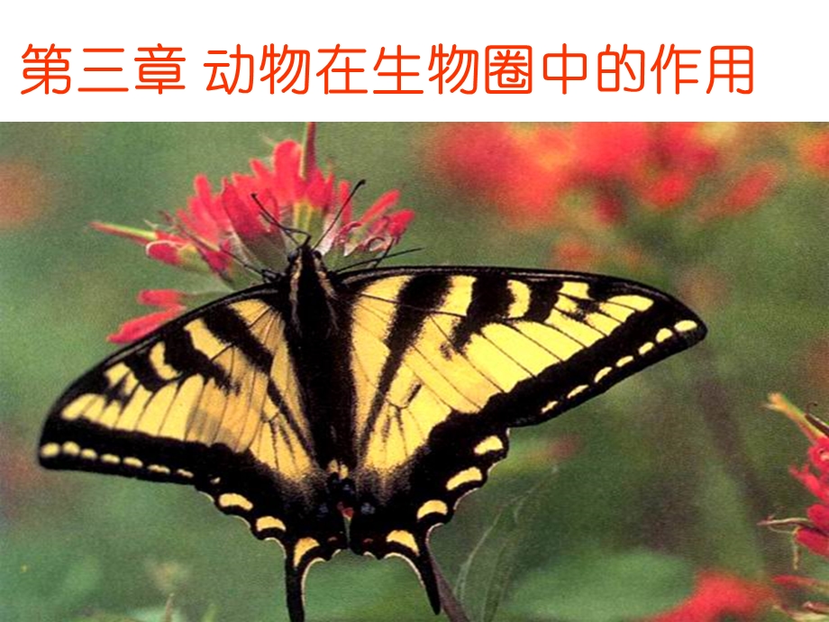 动物在生物圈中的作用优秀完整版课件.ppt_第1页