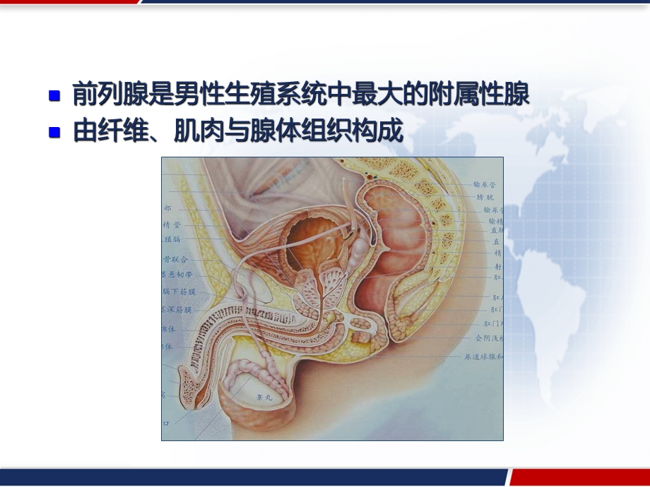 前列腺癌MRI分期及鉴别诊断课件.pptx_第2页