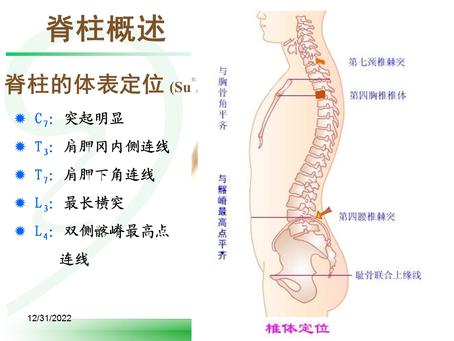 体格检查脊柱宣讲课件.ppt_第3页