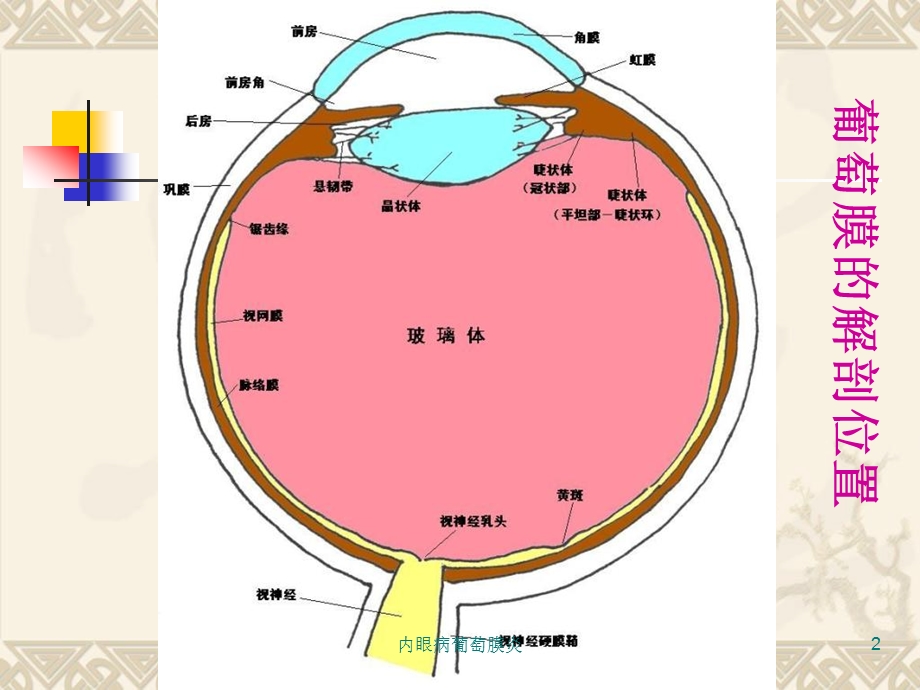 内眼病葡萄膜炎课件.ppt_第2页