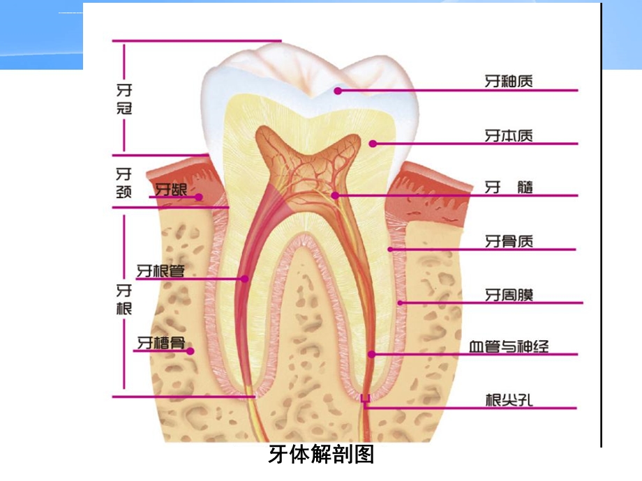 中老年人口腔保健ppt课件.ppt_第3页