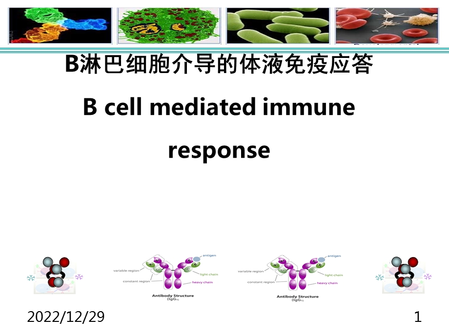 免疫学B细胞介导的体液免疫应答课件.ppt_第1页