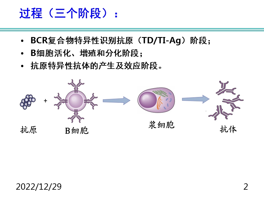 免疫学B细胞介导的体液免疫应答课件.ppt_第2页