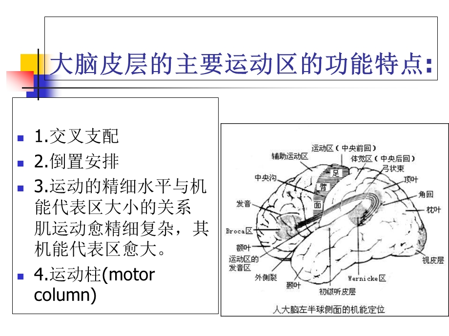 偏瘫运动功能评定课件.ppt_第3页