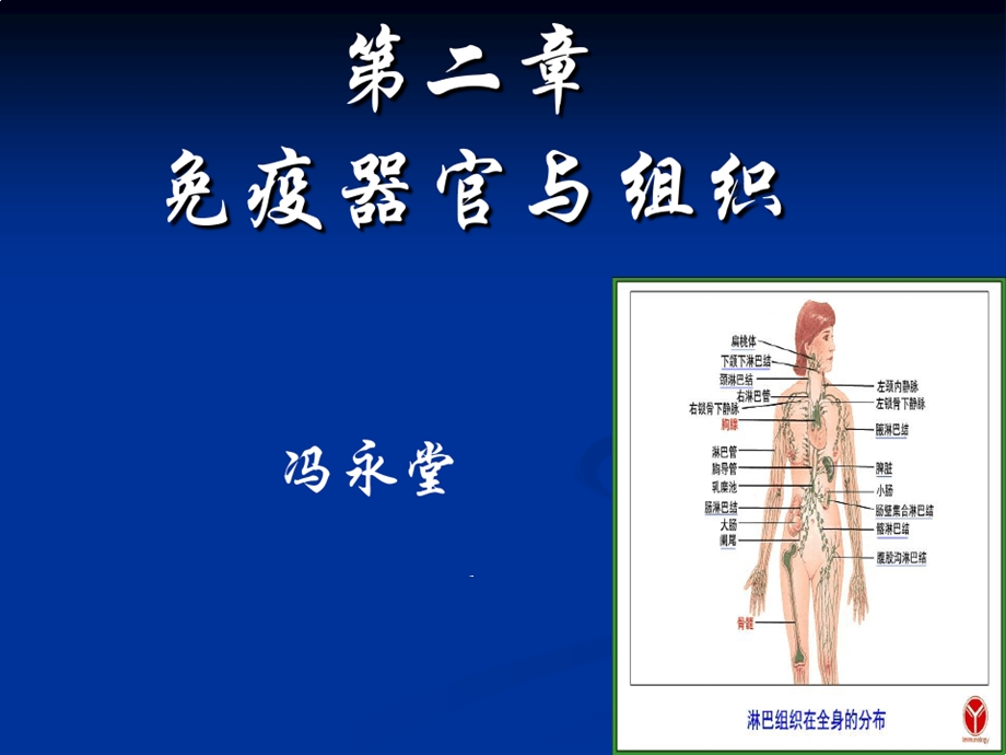 免疫器官与组织课件.ppt_第1页