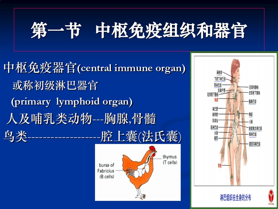 免疫器官与组织课件.ppt_第3页