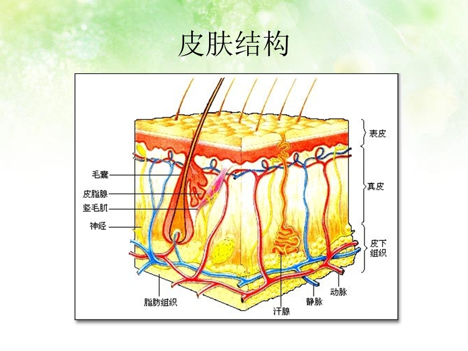 伤口护理13病区课件.ppt_第2页