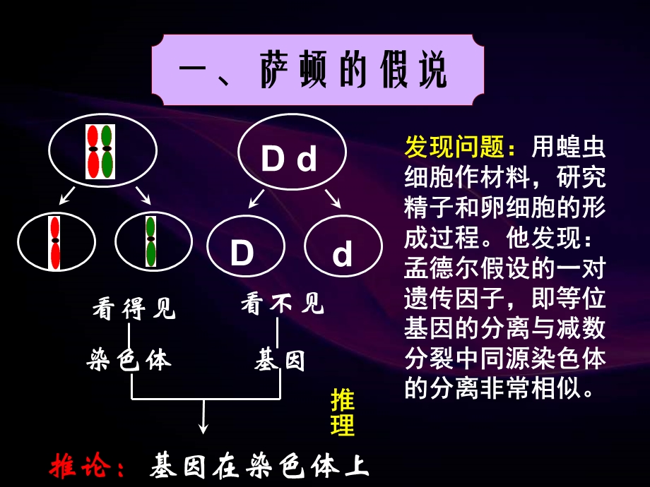 《基因在染色体上的发现过程》ppt课件.ppt_第2页