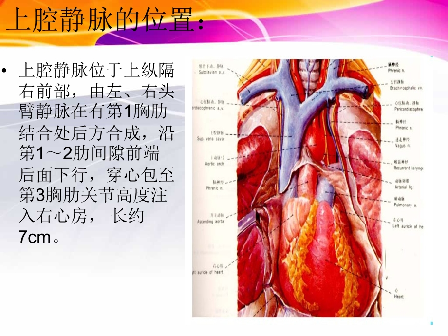 上腔静脉阻塞综合症ppt课件.ppt_第3页