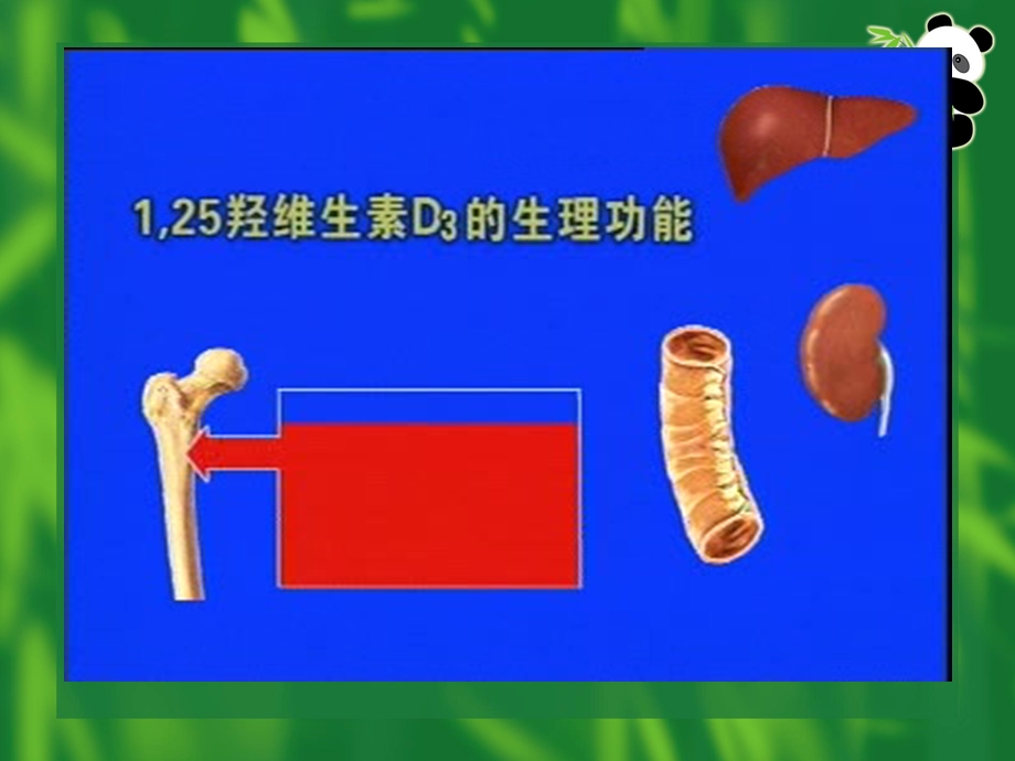 儿科护理学第六章第五节维生素D缺乏性佝偻病课件.ppt_第3页