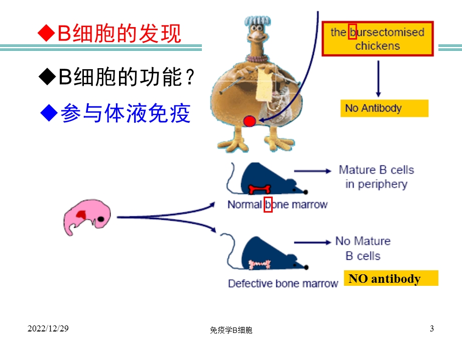 免疫学B细胞培训课件.ppt_第3页