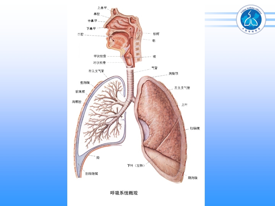 九版内科学肺炎ppt课件.ppt_第3页