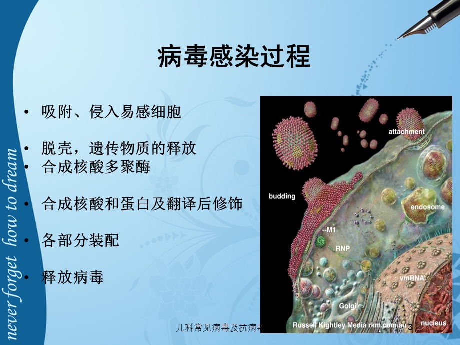 儿科常见病毒及抗病毒药物培训课件.ppt_第3页