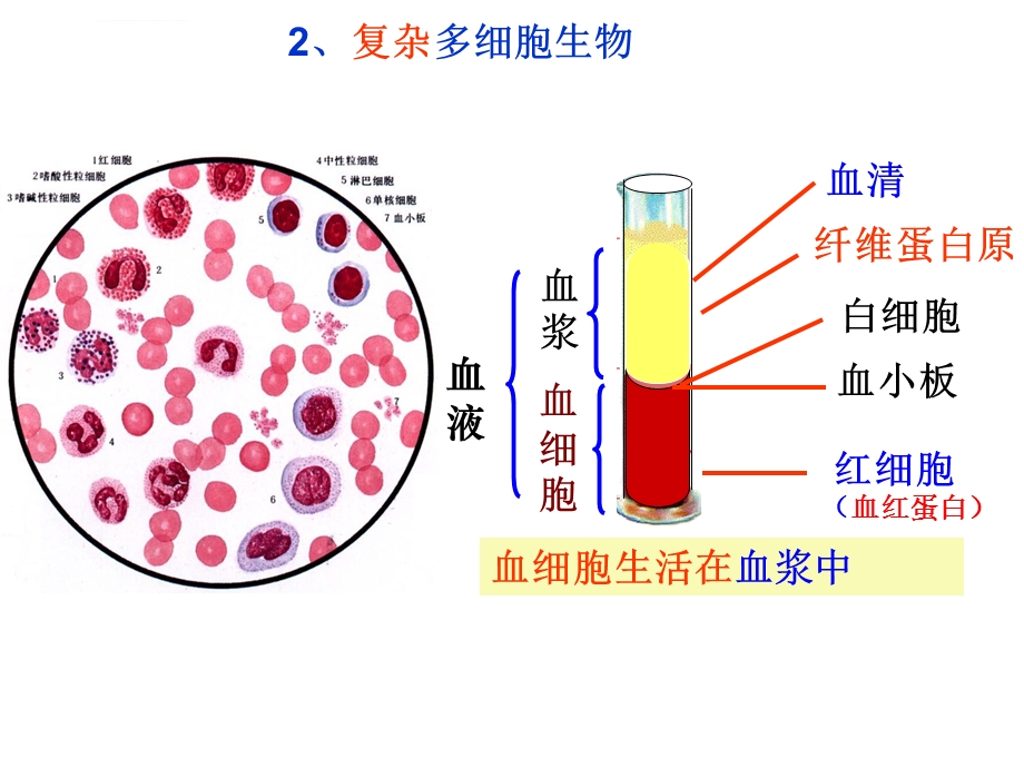 一轮复习人体的内环境与稳态及实例ppt课件.ppt_第3页