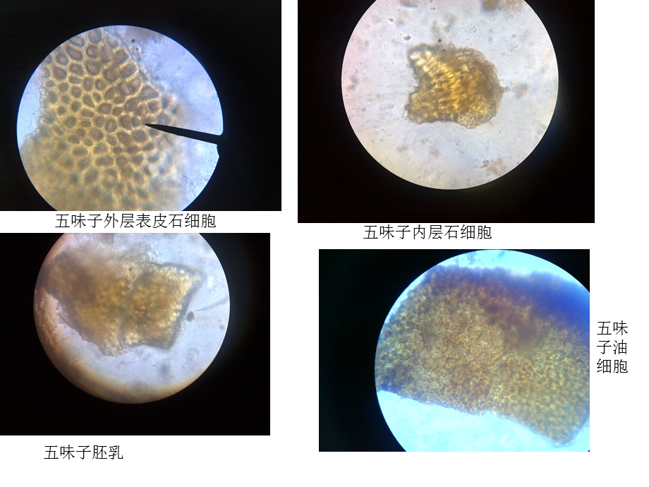 五味子显微鉴定ppt课件.ppt_第2页