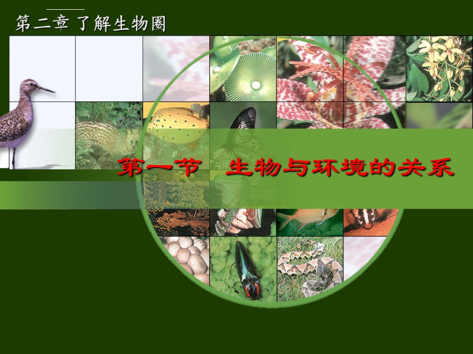 七年级上册生物与环境的关系ppt课件.ppt_第1页