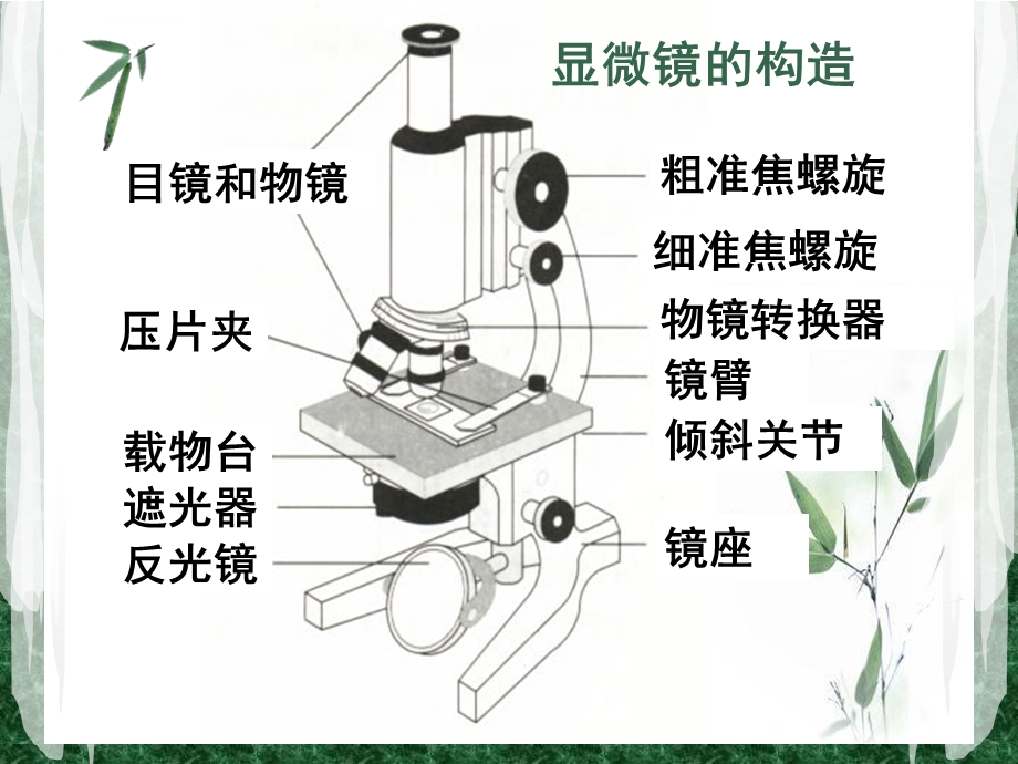 七上第二章第一节细胞ppt课件.ppt_第2页