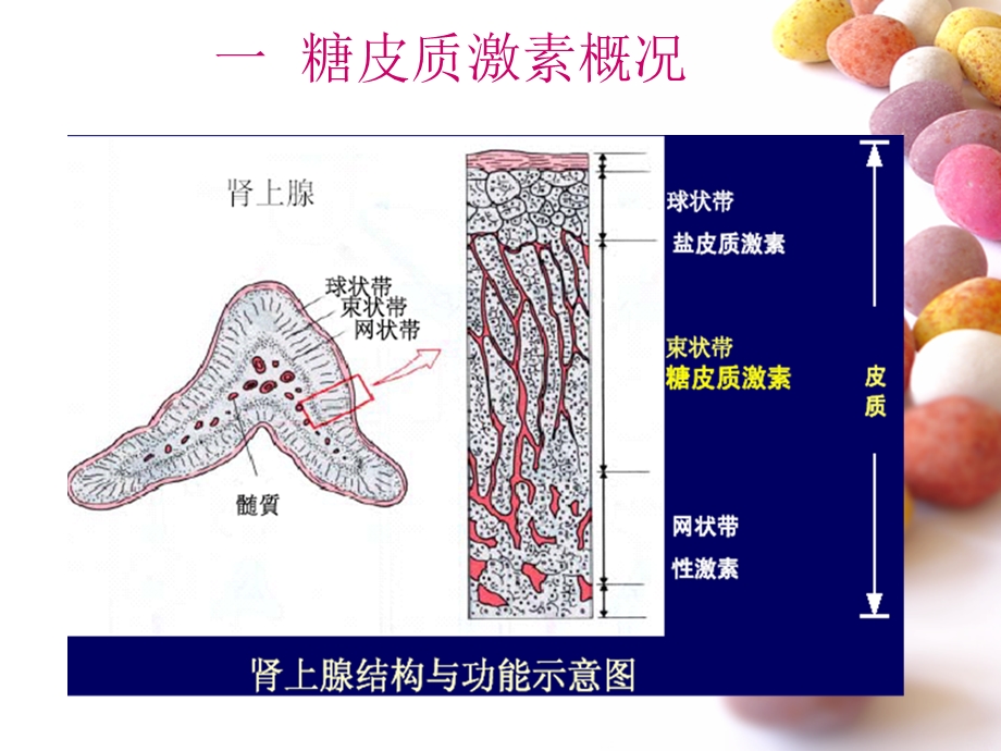 儿科疾病中的糖皮质激素培训课件.ppt_第2页