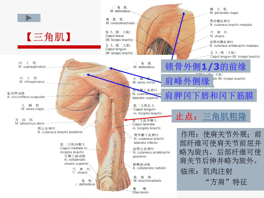 上肢的肌肉ppt课件.ppt_第3页