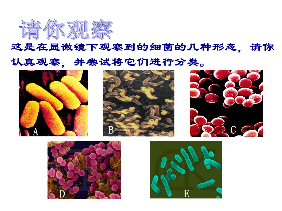 六年级科学上册细菌课件6青岛版.ppt_第3页