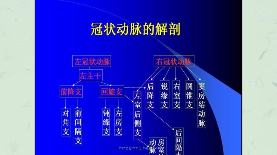 冠状动脉血管分布与解剖图课件.ppt_第2页