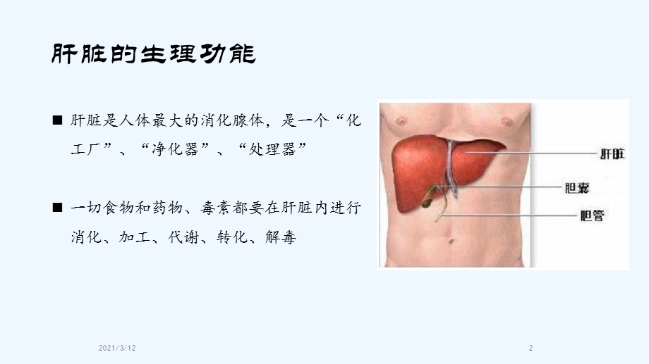 全国爱肝日科普教育课件.pptx_第2页