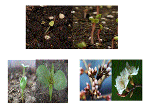 初中生物 被子植物的一生复习课教学课件设计.ppt