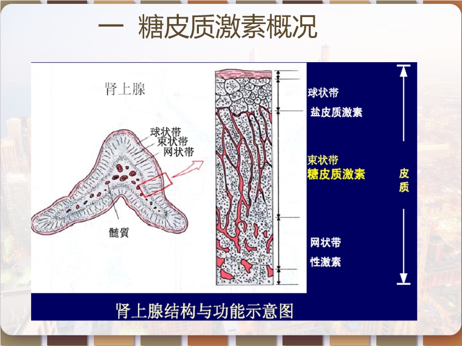 儿科疾病中的糖皮质激素课件.pptx_第2页