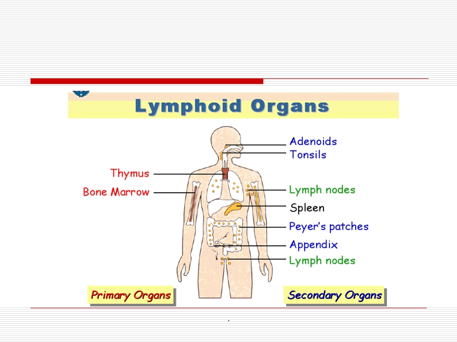 免疫器官课件.ppt_第3页