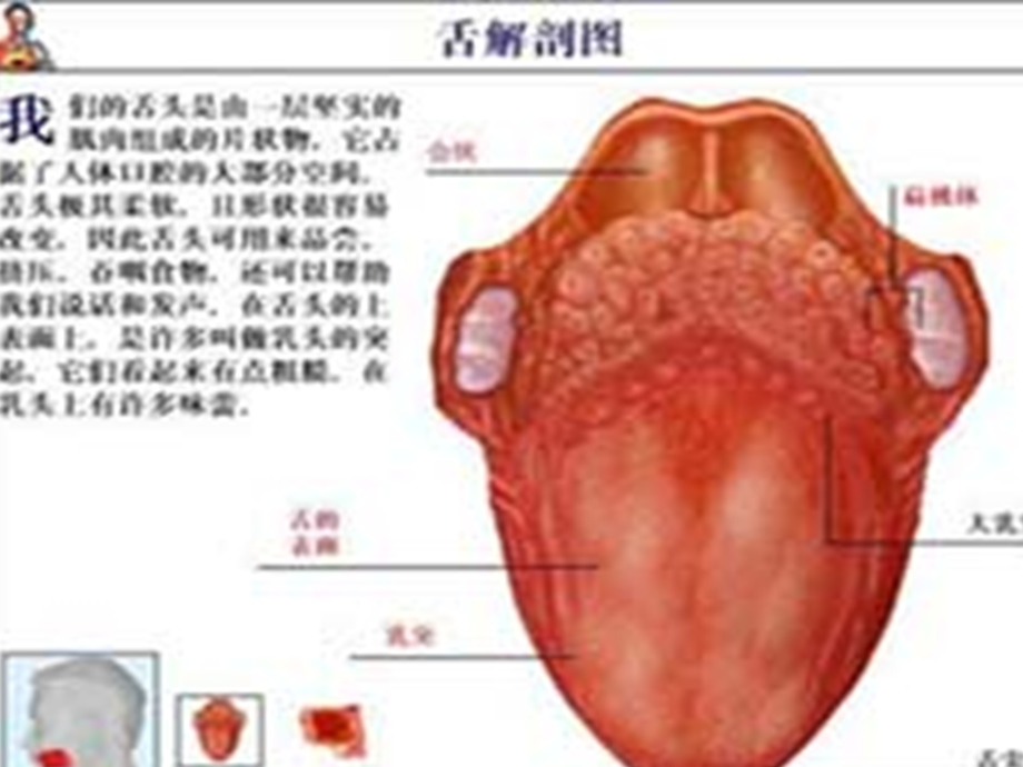 中医中药舌诊与舌诊图谱ppt课件.pptx_第2页