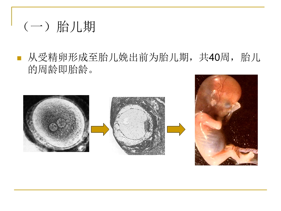 人体发育规律ppt课件.ppt_第3页