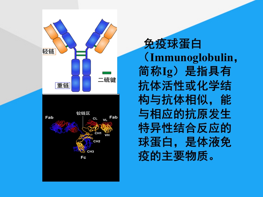 免疫球蛋白与食品课件.ppt_第1页