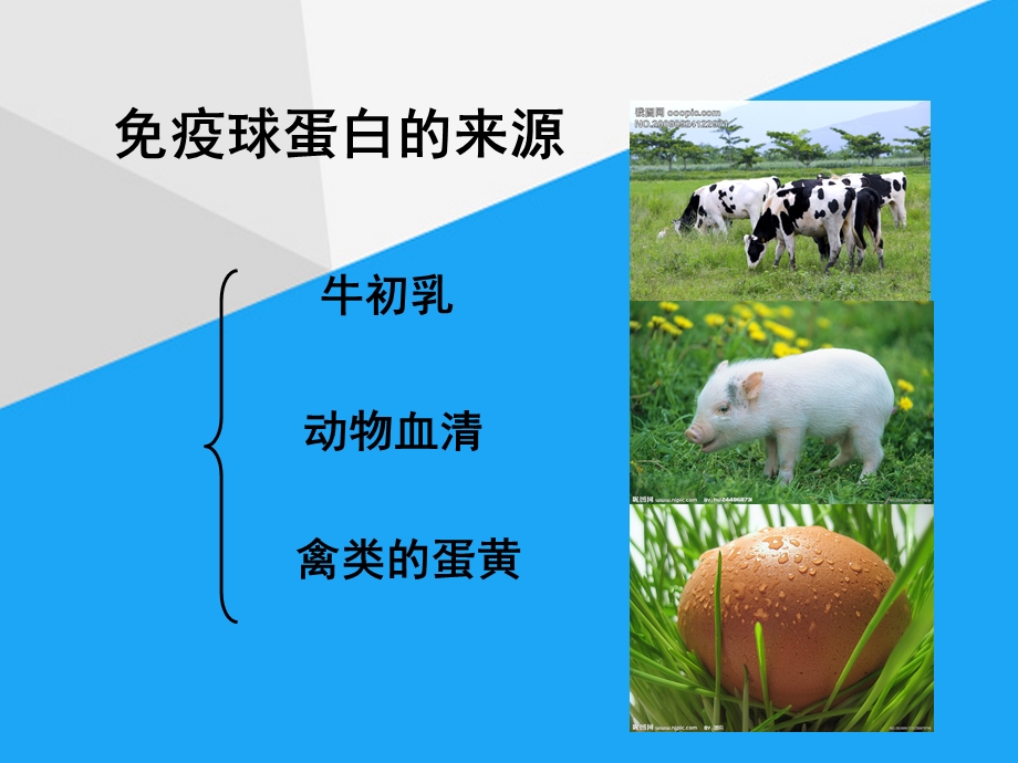 免疫球蛋白与食品课件.ppt_第3页