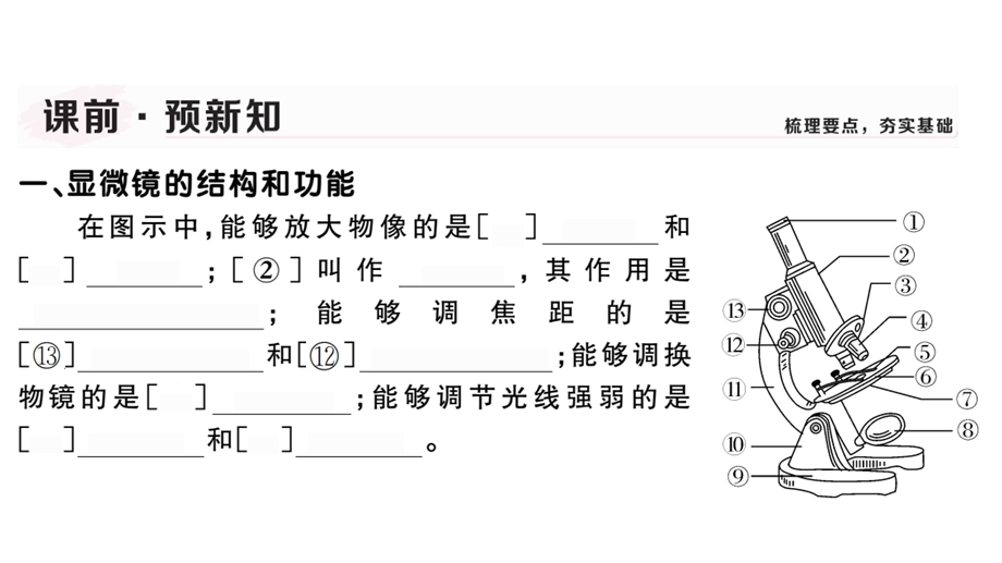 北师大版七年级生物上册第3章习题课件(答案隐藏).pptx_第2页